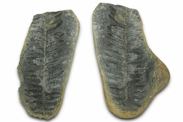 Fossil Fern (Pecopteris) Nodule Pos/Neg - Mazon Creek #325903